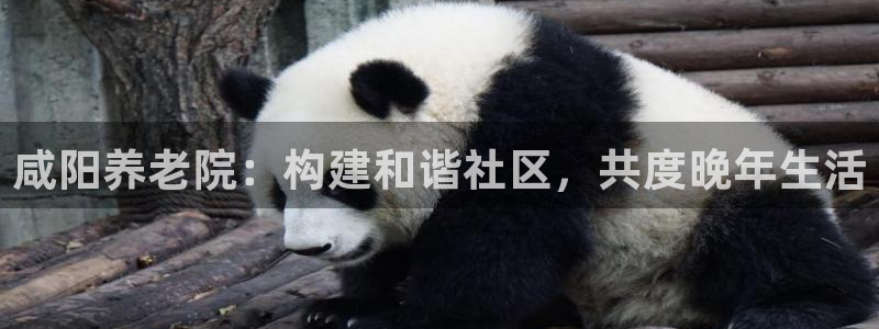 韦德游戏是什么