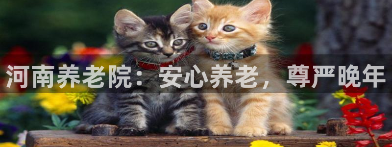 韦德的游戏